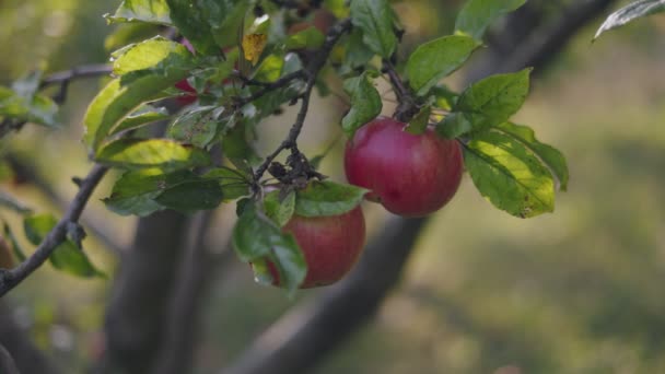 Red Apples Garden Sunny Day — стоковое видео