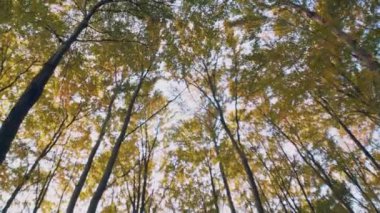 Ormanın tepelerinde gökyüzüne karşı ağaçlar