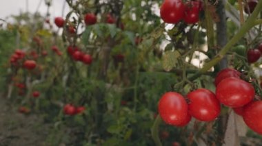 Bahçede bir sürü olgun domates var.