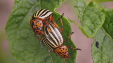 Colorado böcekleri canlı türlerle meşgul, yakın plan.