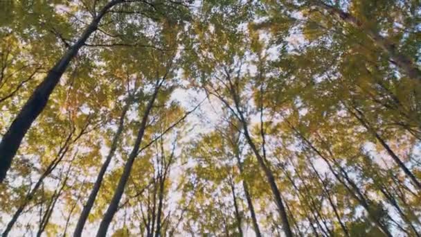 Baumwipfel Wald Gegen Den Himmel — Stockvideo