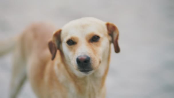 Portret Van Een Gele Hond Zonder Ras — Stockvideo