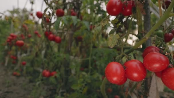 Muchos Tomates Maduros Jardín — Vídeo de stock