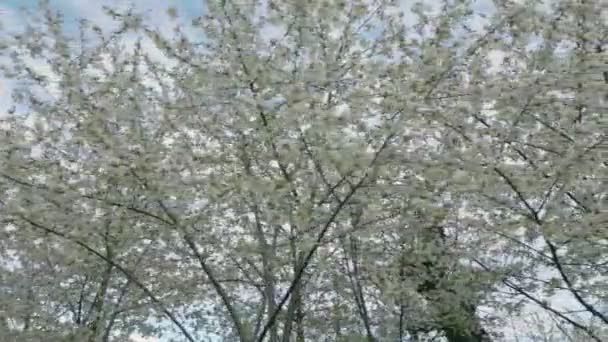 Πολλά Κλαδιά Λευκά Άνθη Κερασιάς — Αρχείο Βίντεο