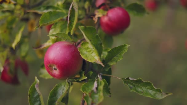 Una Rama Con Manzanas Primer Plano Iluminada Por Sol Poniente — Vídeos de Stock