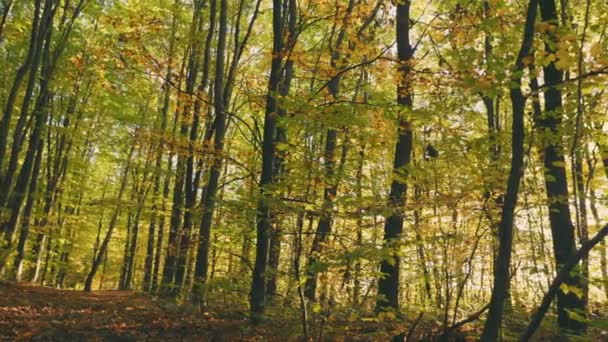 Ormanın Tepelerinde Gökyüzüne Karşı Ağaçlar — Stok video