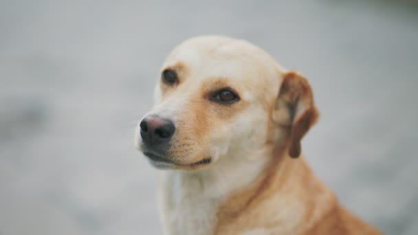 Portrait Yellow Dog Breed — Stock Video