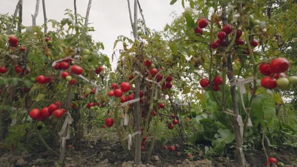 Πολλές Ώριμες Ντομάτες Στον Κήπο — Αρχείο Βίντεο
