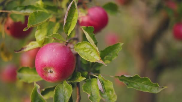 Ein Zweig Mit Äpfeln Großaufnahme Beleuchtet Von Der Untergehenden Sonne — Stockvideo