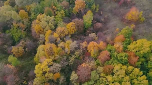 Θάμνους Και Όχι Άλλα Δέντρα Που Λαμβάνονται Από Ύψος Φθινόπωρο — Αρχείο Βίντεο