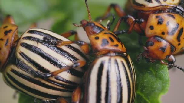 Colorado Escarabajos Ocupados Con Supervivencia Especies Primer Plano — Vídeo de stock