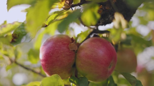 Ein Zweig Mit Äpfeln Großaufnahme Beleuchtet Von Der Untergehenden Sonne — Stockvideo