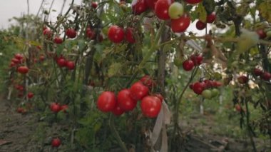 Bahçede bir sürü olgun domates var.
