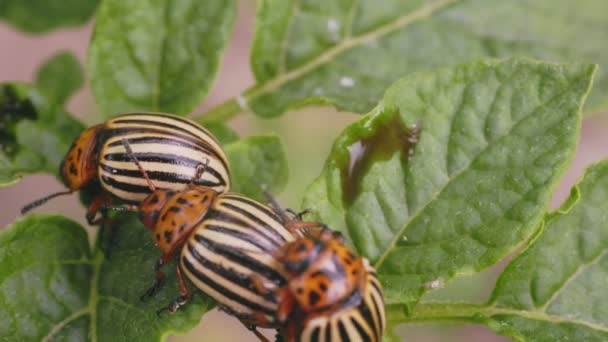 Colorado Böcekleri Canlı Türlerle Meşgul Yakın Plan — Stok video
