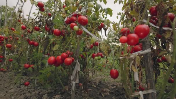 Muchos Tomates Maduros Jardín — Vídeos de Stock