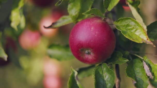 Una Rama Con Manzanas Primer Plano Iluminada Por Sol Poniente — Vídeo de stock