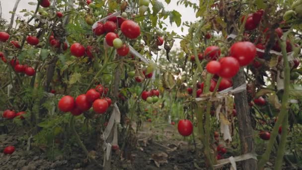 花园里的灌木丛上有许多成熟的西红柿 — 图库视频影像