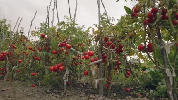 정원에있는 수풀에 성숙한 토마토 — 비디오