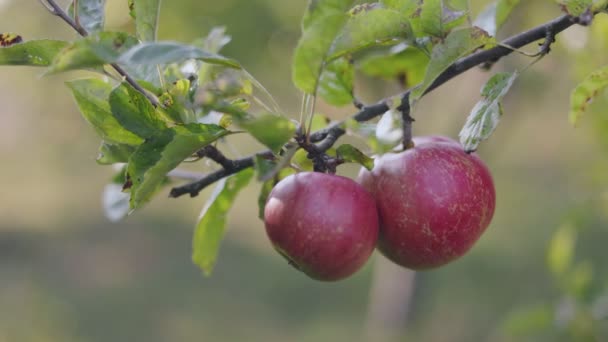Gałąź Jabłkami Oświetlonymi Zachodzącym Słońcem — Wideo stockowe