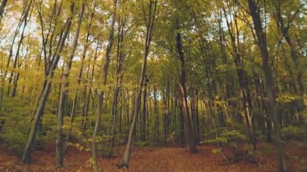 森林里的树梢与天空相对照 — 图库视频影像