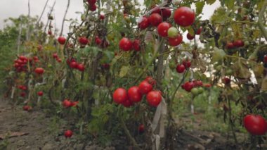 Bahçedeki çalılıklarda bir sürü olgun domates.