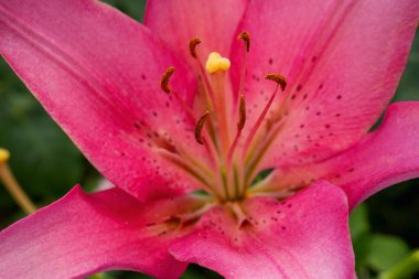 Pembe zambak çiçeği. Zambak ilkbahar çiçeklerine yakın çekim. Lily 'nin çiçek bahçesindeki güzel zambak çiçeği. Çiçekler, yapraklar, zambaklar çiçek tarhında..