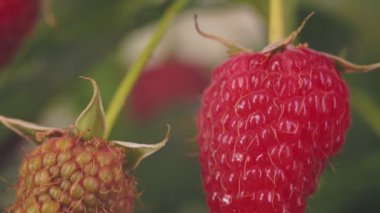 Çalı üzerinde ahududu yakın plan