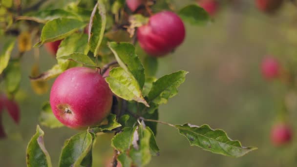 Красные Яблоки Дереве Саду Крупным Планом — стоковое видео