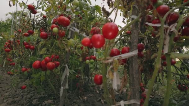 Viele Reife Tomaten Den Sträuchern Garten — Stockvideo