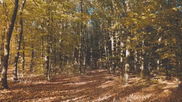 Podzimní Les Padajícími Listy Večerních Hodinách — Stock video