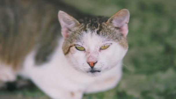 緑の背景にホームレスの猫のクローズアップ肖像画 — ストック動画