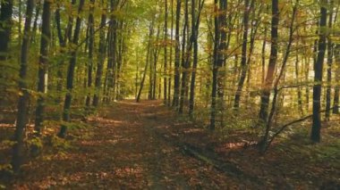 Akşamları yaprakları dökülen sonbahar ormanı