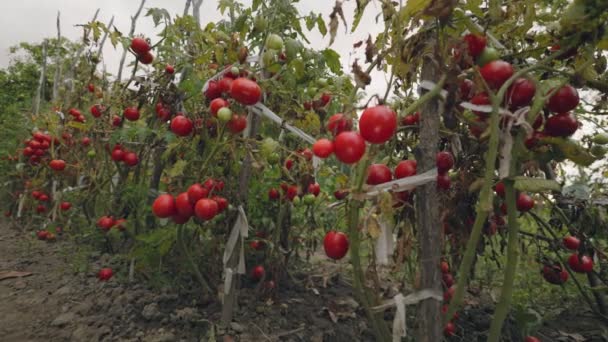 Mycket Mogna Tomater Buskarna Trädgården — Stockvideo
