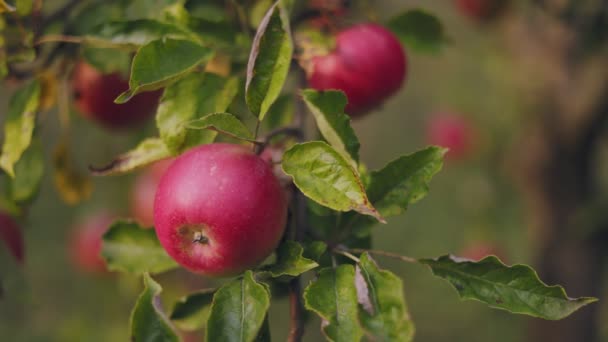 Червоні Яблука Дереві Саду Крупним Планом — стокове відео