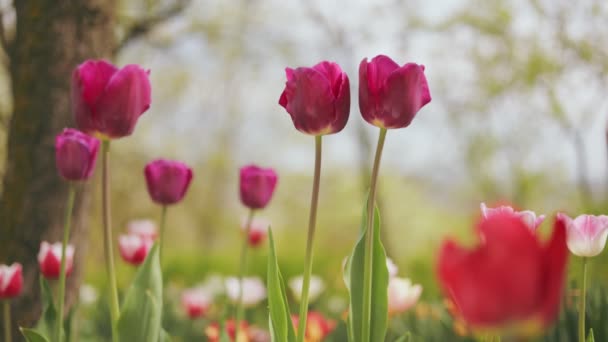 Різнокольорові Тюльпани Овочевих Садах Природним Освітленням — стокове відео