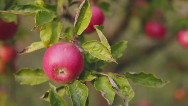 庭の木の赤いりんごのクローズアップ — ストック動画