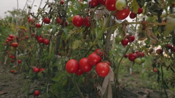 Sacco Pomodori Maturi Sui Cespugli Giardino — Video Stock