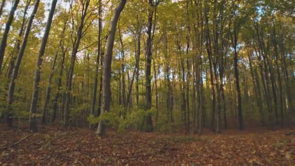 Φθινοπωρινό Δάσος Πεσμένα Φύλλα Βράδυ — Αρχείο Βίντεο