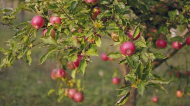 Bahçedeki ağaçtaki kırmızı elmalar