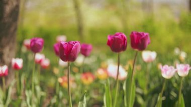 Doğal ışıklandırmalı sebze bahçelerinde çok renkli laleler.