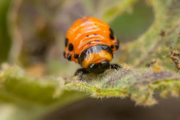 stock image young Colorado potato beetle eats sprouts and potatoes close-up
