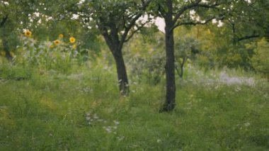 Yumuşak bir ışıkta güneşlenen ağaçlar, kır çiçekleri ve uzun otların olduğu huzurlu ve resimli bir yaz çayırı.