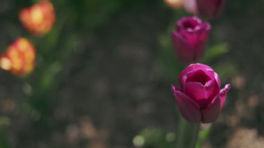 Büyüleyici ve büyüleyici bir yakın plan canlı mor laleler yemyeşil bir bahçede çiçek açıyor.