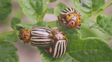 Renkli çizgili böceklerin canlı yeşil patates yapraklarının üzerinde dinlenen yakın plan, detaylı bir görüntüsü.
