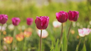 Canlı ve renkli laleler zarif bir şekilde bereketli yemyeşil lalelerle çevrili, baharın gerçek özünü yakalıyorlar.