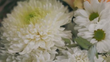 Beyaz kasımpatı çiçekleri yeşil merkezli yumuşak odak noktasında.