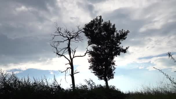 一棵光秃秃的枯树的轮廓 一棵长有叶子和草叶的小树 在风中摇曳着 对比概念 老少皆宜 — 图库视频影像