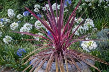 Cordyline australis bitkisi aynı zamanda lahana bitkisi olarak da bilinir..