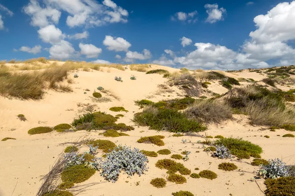 Prachtig Uitzicht Typische Zandduinen Het Strand Van Guincho Gelegen Sintra — Stockfoto