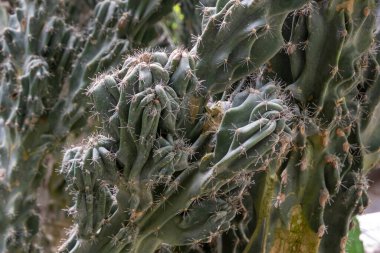 Sıcak bir seradaki sera bitkisinin sereus peruvianus kaktüsünün yakın görüntüsü.